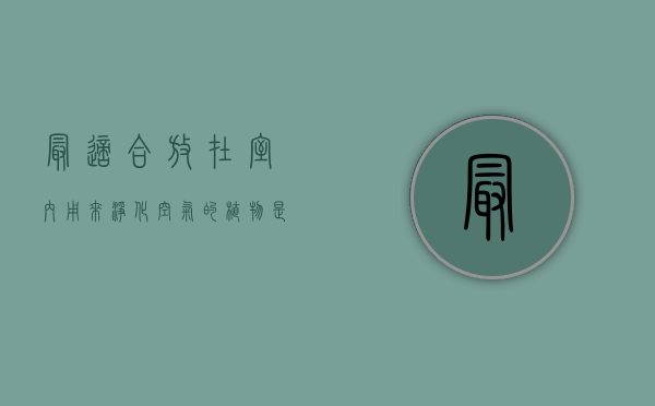 最适合放在室内用来净化空气的植物是什么（能净化室内空气的植物都有什么）