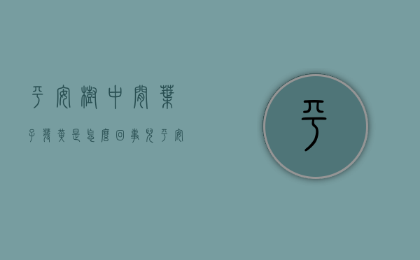 平安树中间叶子发黄是怎么回事儿  平安树的叶子出现黄斑点是什么问题