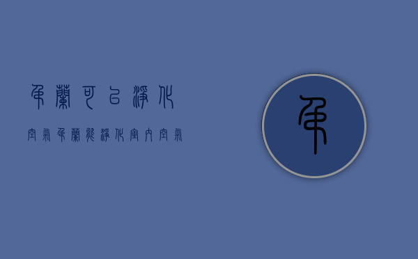 吊兰可以净化空气（吊兰能净化室内空气吗）