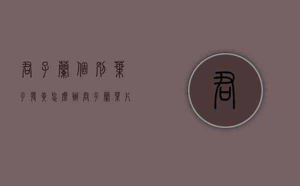 君子兰个别叶子发黄怎么办?（君子兰叶片发黄怎么样补救）