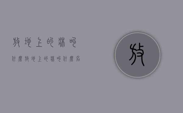 放地上的床叫什么  放地上的床叫什么名字