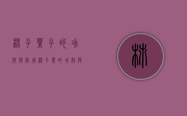 柿子叶子的功效与作用（柿子叶的功效与作用是什么）